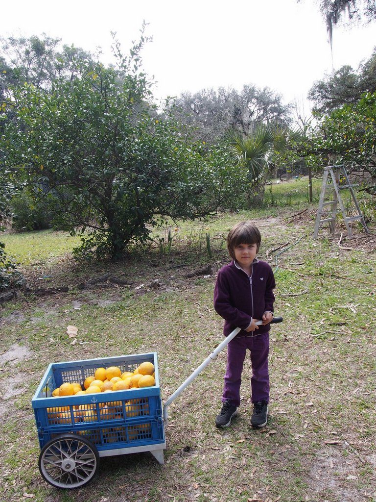 wwoofing oranges